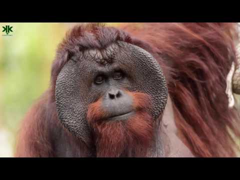 Ormanların bahçıvanları: Orangutanlar