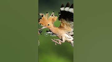 الأيات: 97-98-99 من سورة الحجر #فارس_عباد #اكسبلور