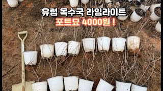 라임라이트 유럽목수국 포트묘 봄판매 시작 4000원 국내 최저가