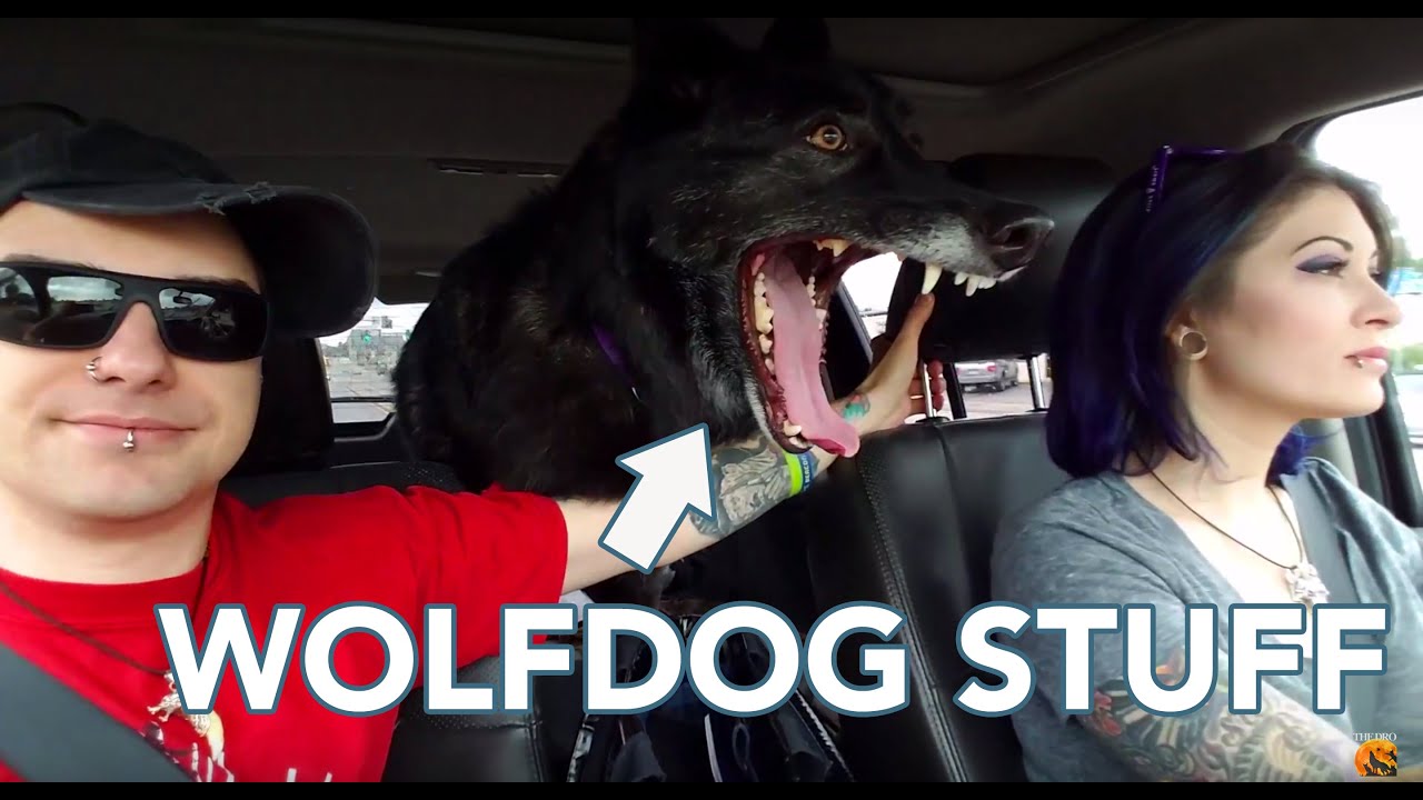 skydive chicago Wolfdog Stuff
