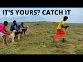 Dogs vs Rabbit | வேகம் | Speed