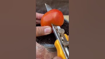 How to germinate tomato seeds 🍅 #homegarden #plants #vegetable garden #organicgarden