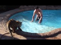 Why do tigers get in the water in the first place ?