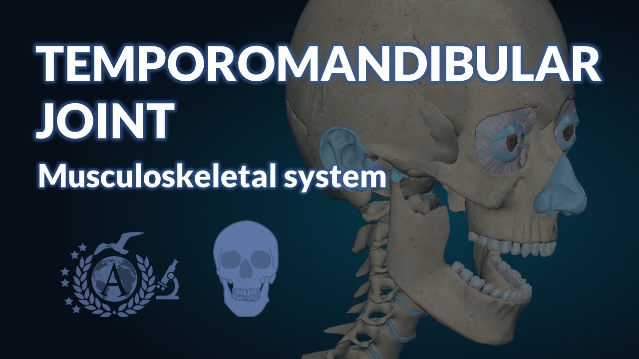 SKULL- Temporomandibular joint - Musculoskeletal muscle - YouTube