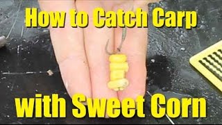 Best carp baits: sweetcorn. How to catch carp with sweetcorn 