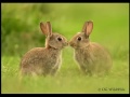 Wild brown rabbit