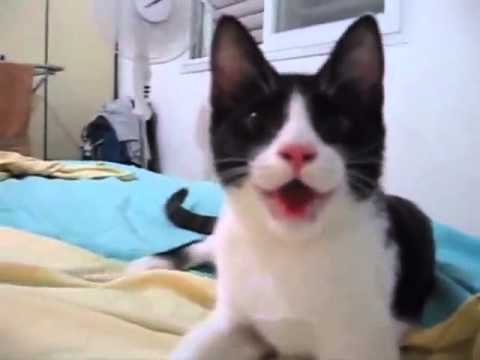 კატა, რომელსაც თავისი თავი ძაღლი ჰგონია...