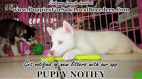 Video 353731: female siberian