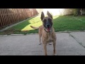 Before you get a belgian malinois watch this