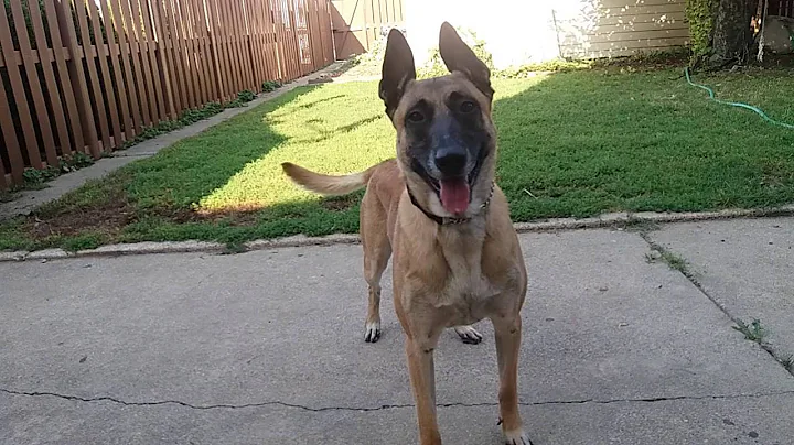 Before You Get A Belgian Malinois- WATCH THIS!! - DayDayNews