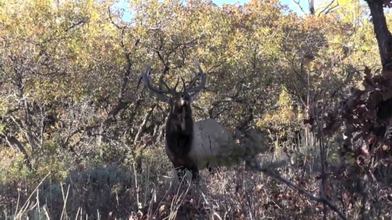 Biggerstaff Guides And Outfitters Video YouTube Biggerstaff Guides And Outfitters Video YouTube