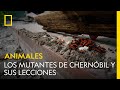 Los mutantes de chernbil y sus lecciones  national geographic espaa