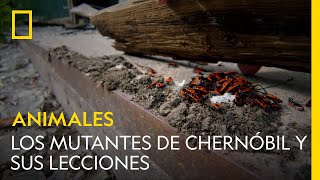 Los mutantes de Chernóbil y sus lecciones | NATIONAL GEOGRAPHIC ESPAÑA