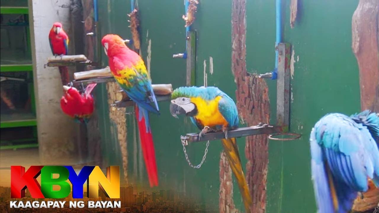 KBYN: Mga mamahaling parrot, malayang pinalilipad