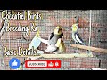 Cockatiel Birds Breeding Ka Basic Detail’s || Cockatiel Birds Meeting 🦜