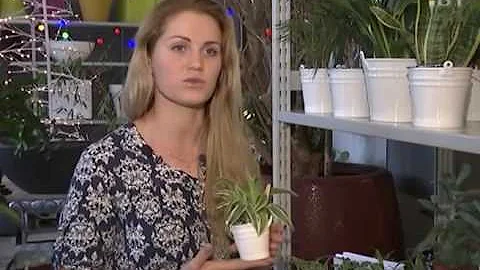 Растения, которые лучше всего очищают воздух в квартире