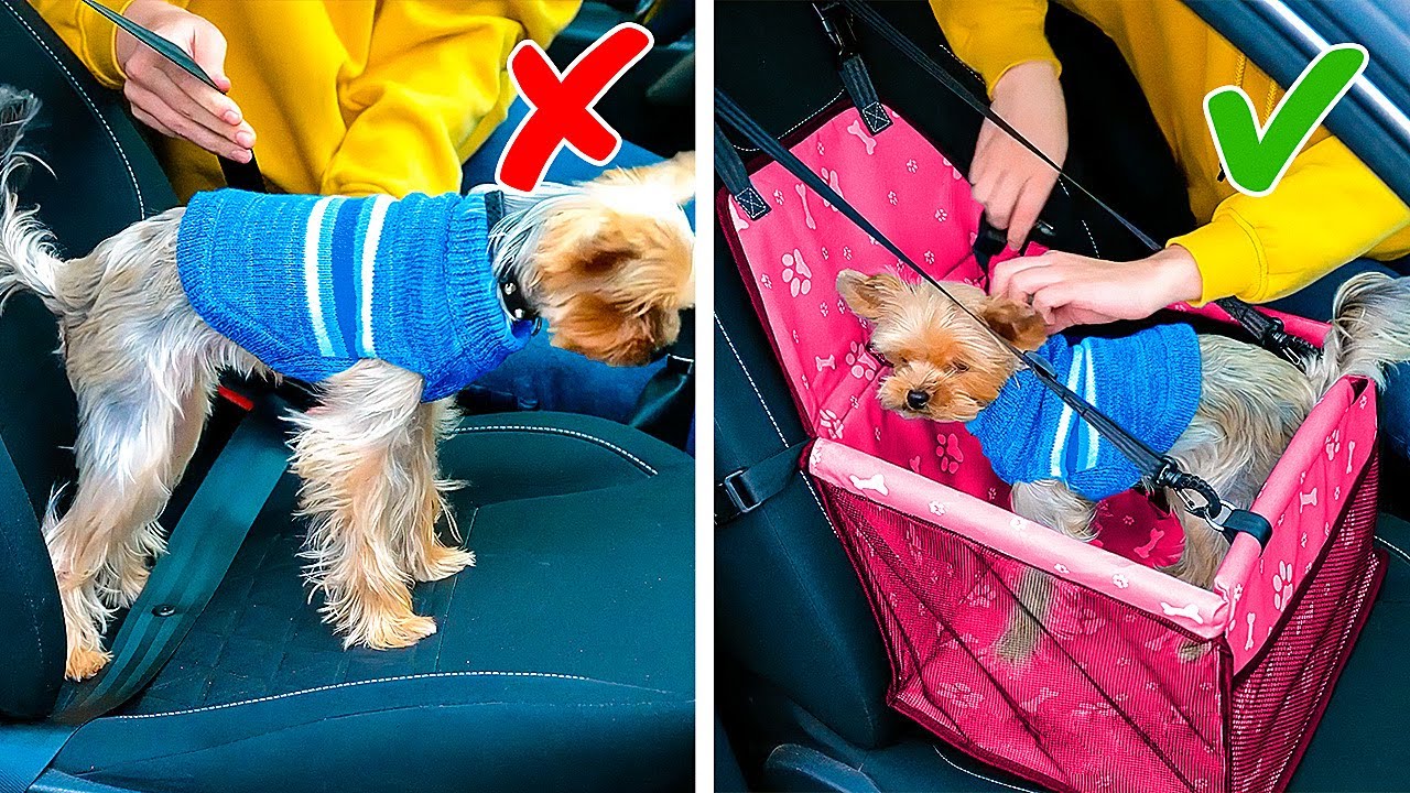 CLEVER PET HACKS COMPILATION || Cute Dog And Cat Gadgets That Will Make Your Life Easier