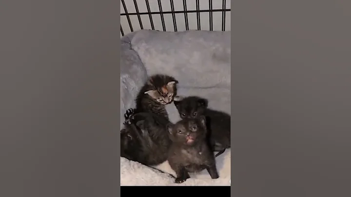 he saved these kitten's left on the side of road 😂