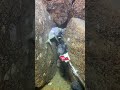 #fishing #eels #crab #deepsea #nature #beach #diving #catchthesea #seafood #lobster #nemo