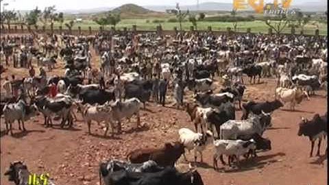 Eritrean Government Support Poor People with 1 5 Million Nacfa in Dbarwa Sub Zone