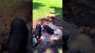 Pigs have patiently waited for their wallow. #pigs #mud #playing #farmlife