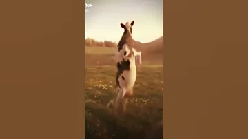 رضاوي راوي راوي 