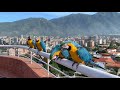 Guacamayas de Caracas