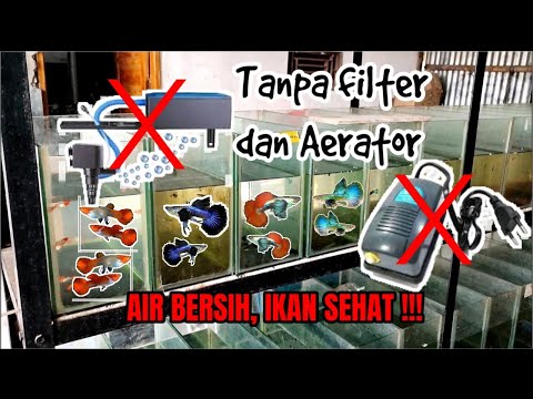 Apakah Ikan Guppy Bisa Hidup Tanpa Aerator