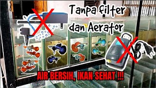 How to keep Guppy fish in an Aquarium without a Filter and Aerator screenshot 3