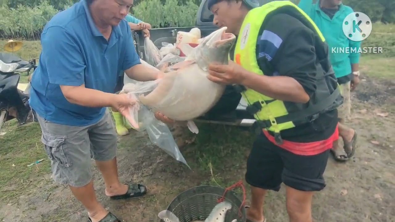 ท่าเรือซื้อปลา#ปลากราย