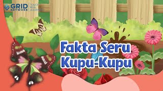 Mengenal  Hewan Kupu Kupu - Fakta Menarik