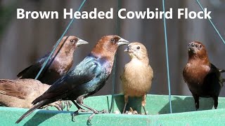 Brown Headed Cowbird Flock - Mini Documentary