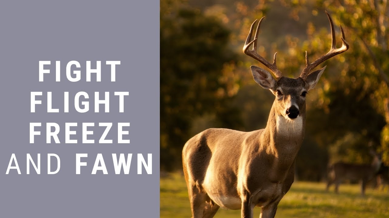 Fight, Flight, Freeze, and Fawn - YouTube