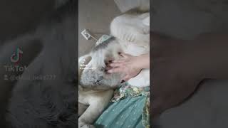 кайфушка #husky #shortvideo #всемпривет #доброеутро #подпишись