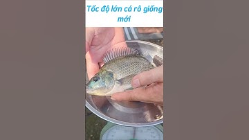 Tốc độ lớn cá rô giống mới #rohoangde #rophihoangde #carohoangde