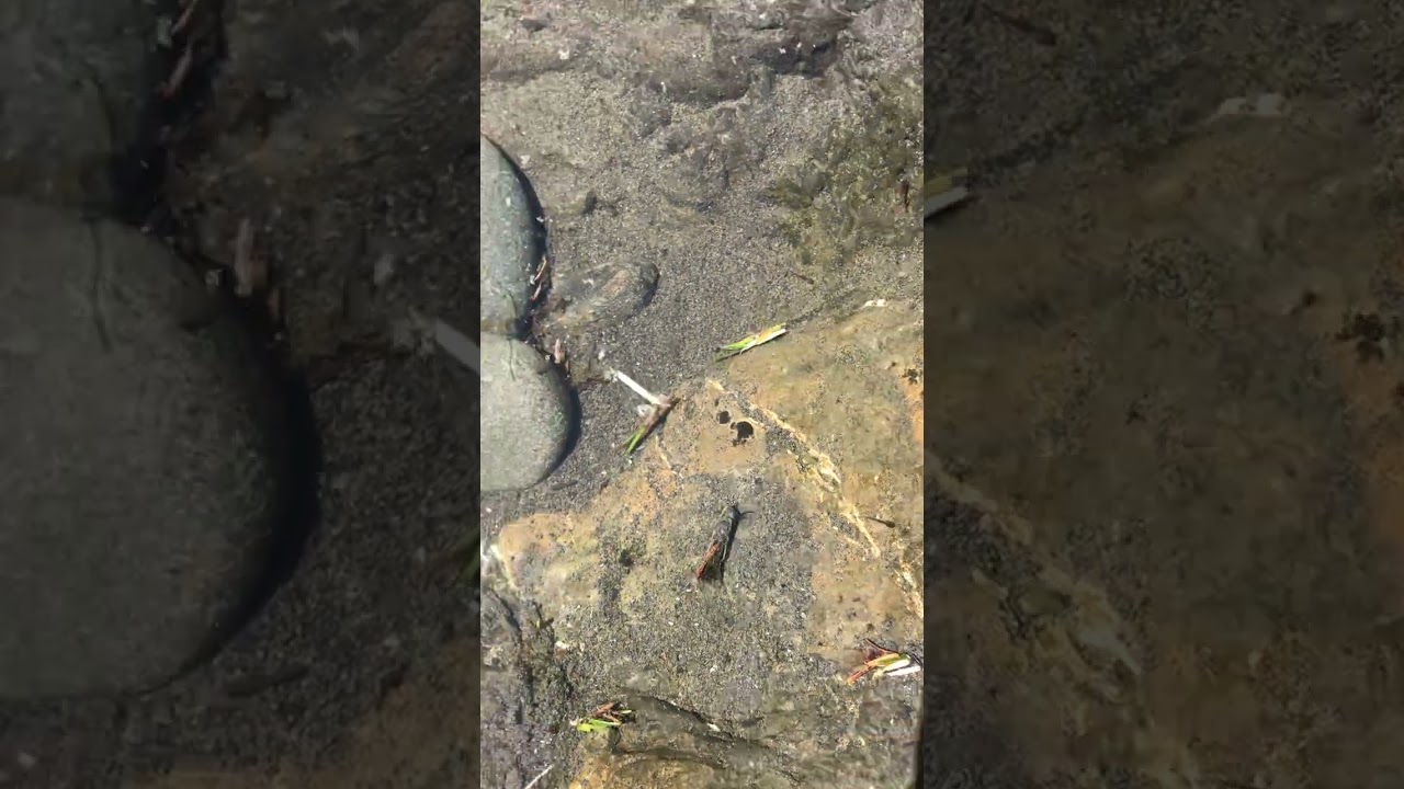 Rough skinned newts in pool with lots of neat invertebrates, etc