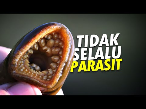 Video: Apakah lamprey laut ada di danau erie?