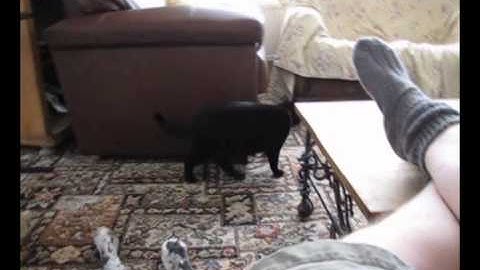 Cat attacks Great Dane high on catnip