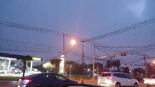 Mass of Boat Tail Grackles roosting at twilight, Brownsville TX.