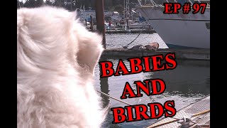 The Frank Files:  BABIES AND BIRDS  EP# 97  #FrankSmiles