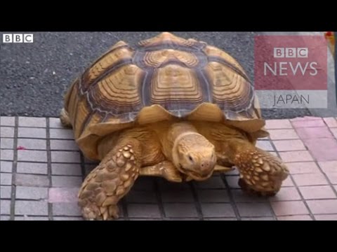 c カメのボンちゃん 忙しい東京でもゆったりお散歩 Youtube c カメのボンちゃん 忙しい東京でもゆったりお散歩 Youtube