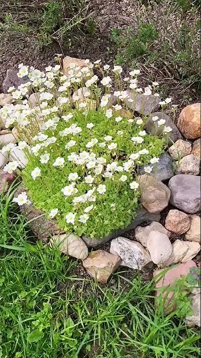 Потрясающий "снежный ковер" - YouTube