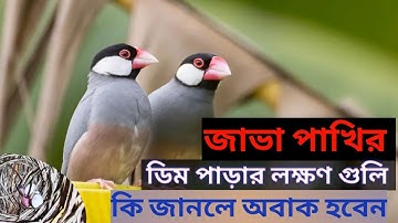 জাভা পাখির ডিম পাড়ার লক্ষণ গুলি কী কী জেনে নিন #birds #love #parrots #java #lovebirds