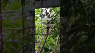 TERBUKTI! Suara Pancingan SRINDIT Jaminan Langsung Nyaut #burung #srindit #burungsrindit
