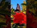 Beautiful Butterfly Flying Video HD Butterflies Video Titli Ka Video Titli Butterfly Flying