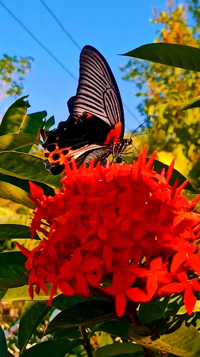Beautiful butterfly flying video HD || butterflies video || Titli ka video #titli #butterfly #flying