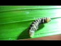 Canon IXUS 1000 hs caterpillar macro test