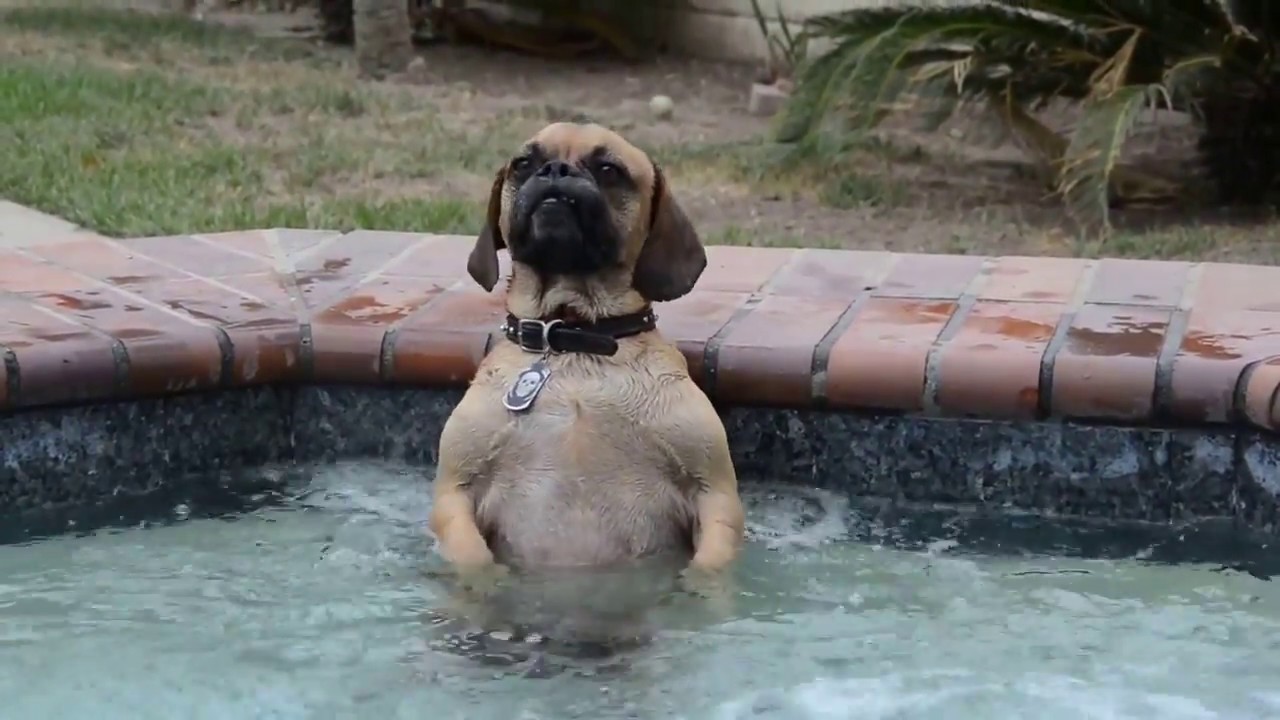 dog jacuzzi spa bath