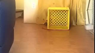 Corgi plays fetch with it self :)