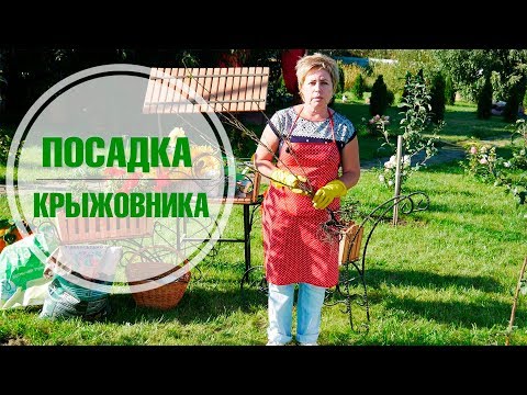 Посадка крыжовника осенью ✅  размножение крыжовника Хитсад ТВ